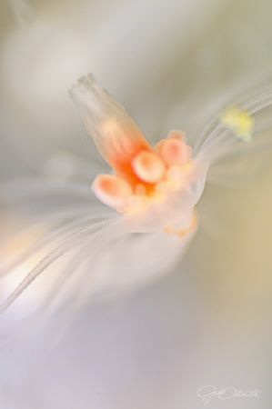 ~ Pure ~
The ocean is filled with amazing creatures. One... by Geo Cloete 