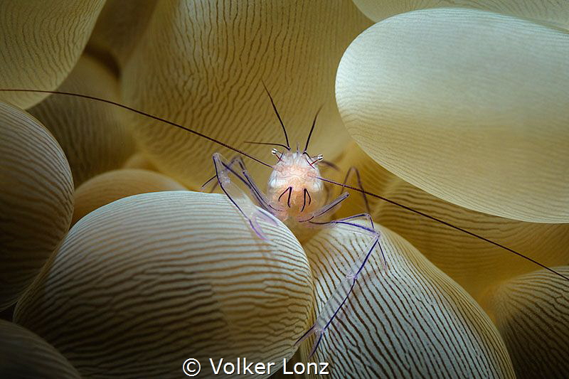 Shrimp in bubble coral by Volker Lonz 