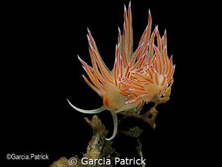 cratena peregrina by Garcia Patrick 