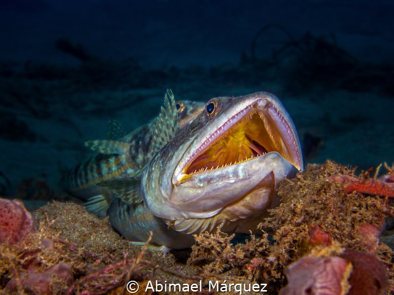 Sand Diver by Abimael Márquez 