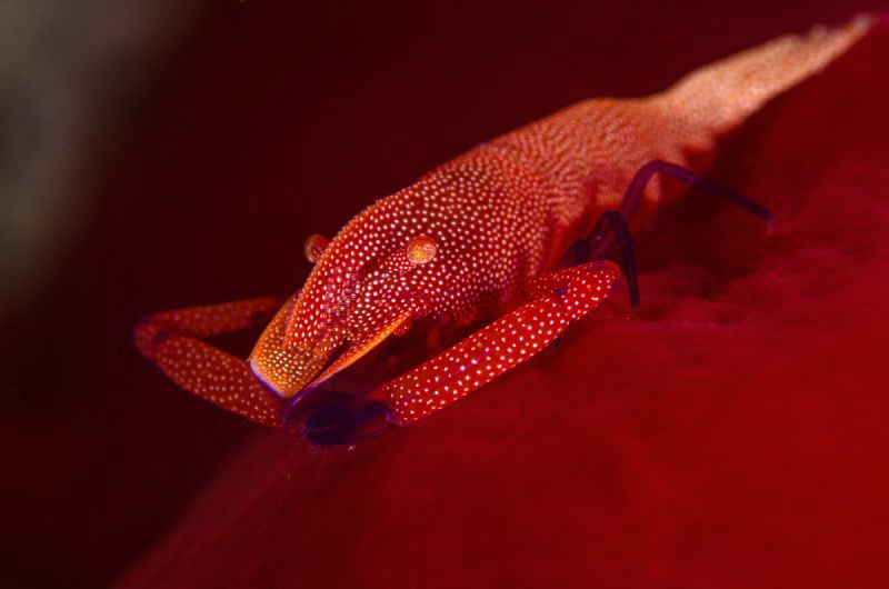 Emperor shrimp by Dmitry Starostenkov 