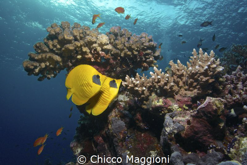 Makini couple by Chicco Maggioni 