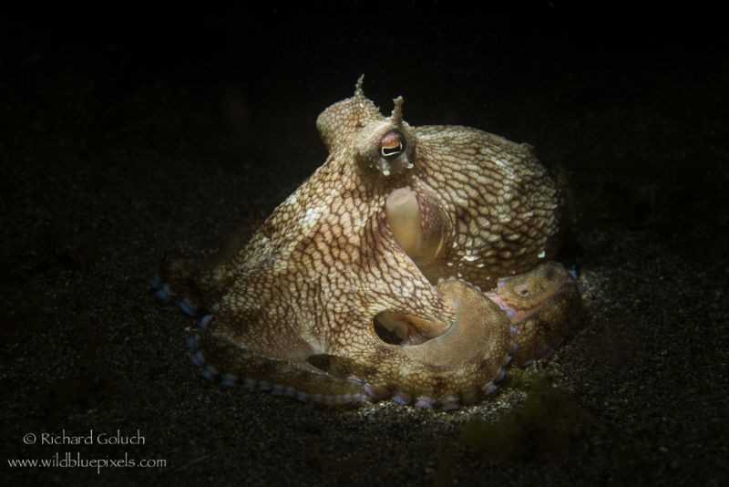 Coconut Octopus,snoot lighting,Anilao,Phillippines. by Richard Goluch 