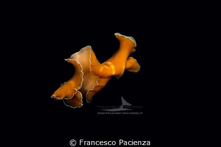 [:b:]Like an amgel[:/b:] by Francesco Pacienza 
