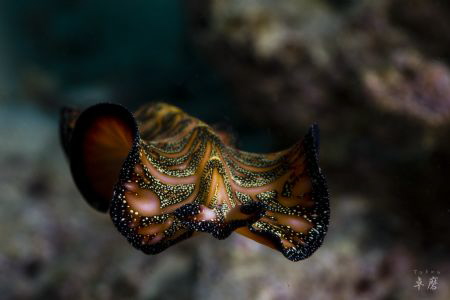 Flying persian carpet flatworm - Mayotte by Takma Lherminier 
