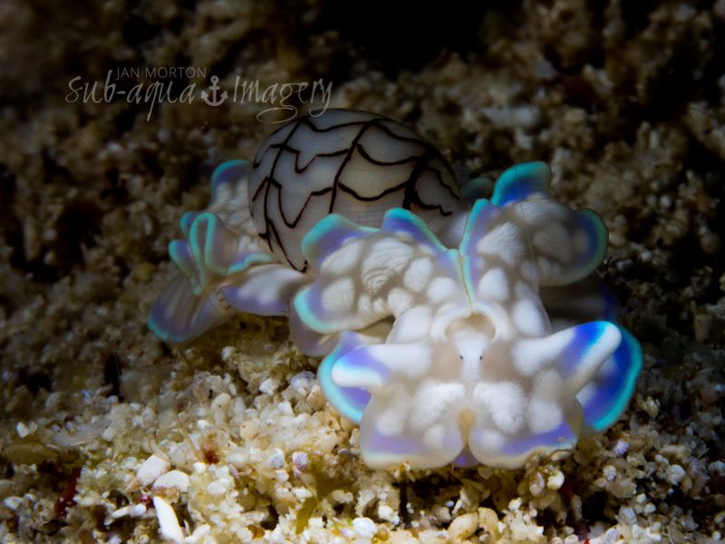 Headshield Bubble Shell Sea Slug - Micromelo undatus
Siq... by Jan Morton 