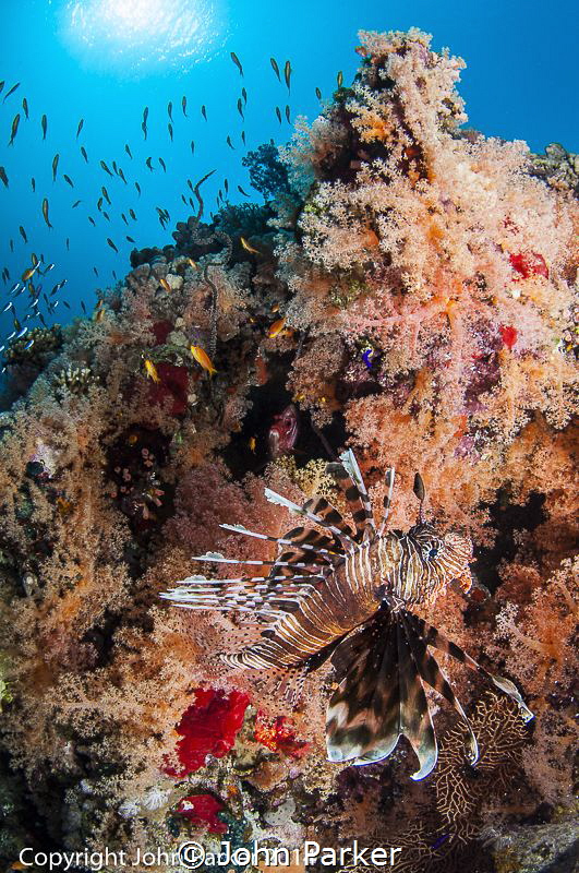 Colourful Reef by John Parker 