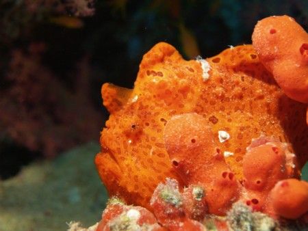 Frogfish taken with Olympus Evolt 300 and FL20 strobe. by Nikki Van Veelen 