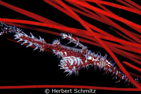Trying to hide by Herbert Schmitz 