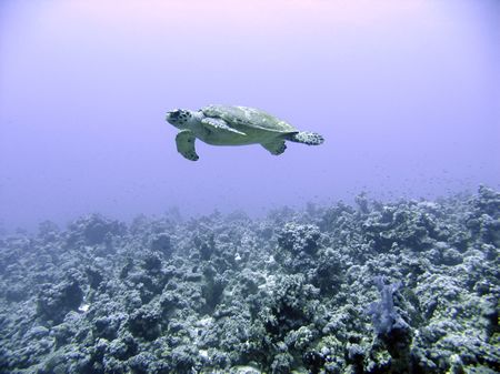 Ahh turtle! Fondy referred to as a meat pie! by Ian Smith 