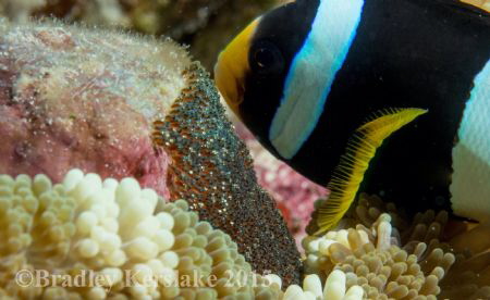 A fathers love! Nikon D7100 nauticam housing nikkor 60mm by Bradley Kerslake 