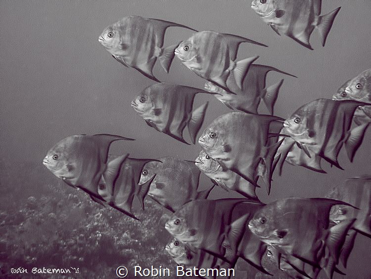 School's in Session - by Robin Bateman 