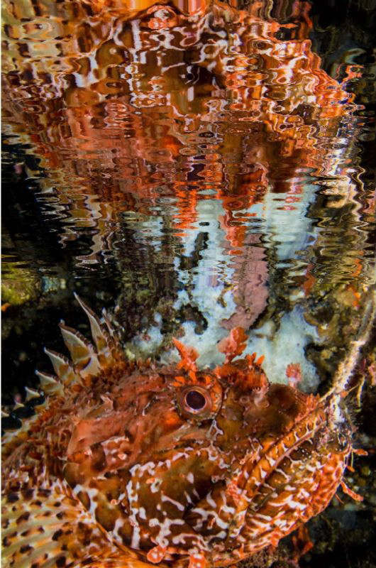 Scorpaena mirrored by Marco Gargiulo 