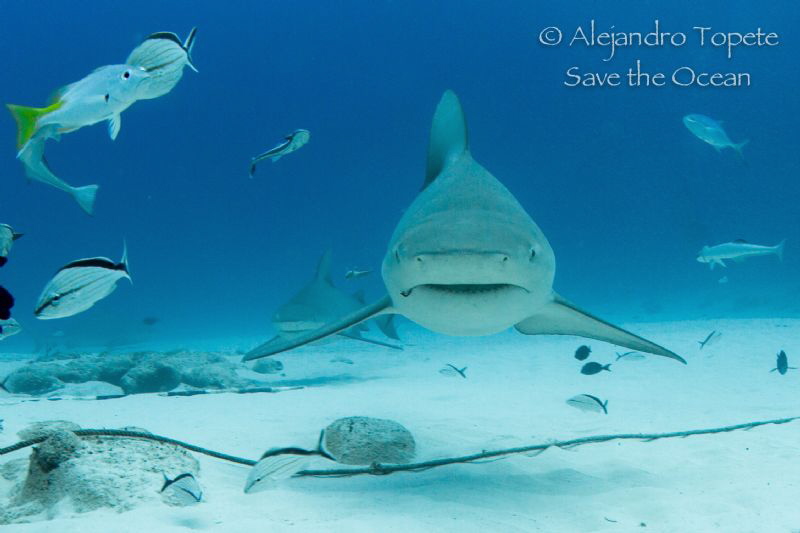 Bull Sharks in the Line, Playa del Carmen Mexico by Alejandro Topete 
