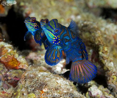 Threesome :-) the smaller male was trying to sneak in dur... by Gaetano Gargiulo 
