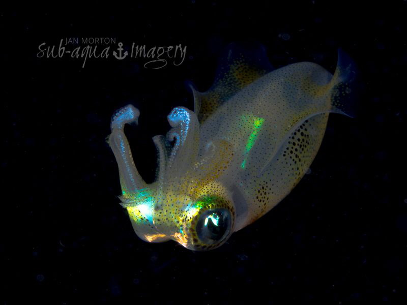 Free Swimming Squid on Night Dive
Siquijor Island, Phili... by Jan Morton 