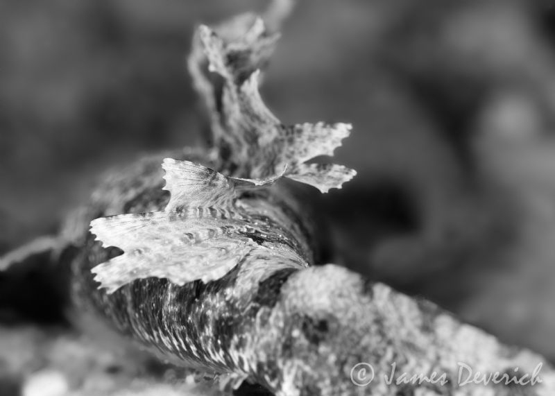 Abstract Untitled by James Deverich 