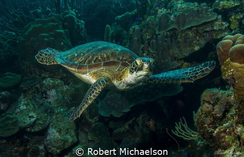 At Karpata, Bonaire by Robert Michaelson 