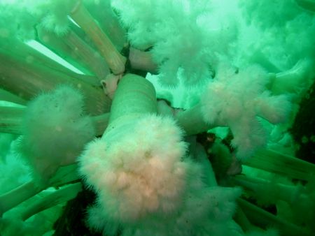 Forest under the waves in the puget sound by Timothy Lamb 