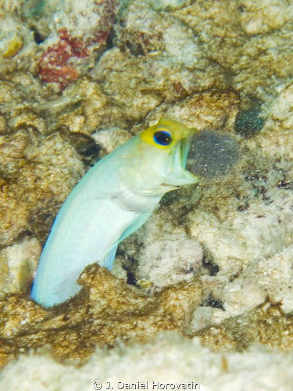 Male yellowhead jawfish aerating his batch of eggs. by J. Daniel Horovatin 