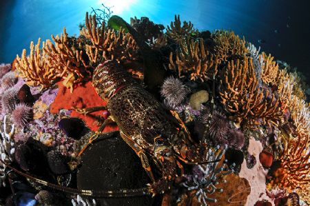 ~ Just a Rock Lobster ~
Beauty might be in the eye of th... by Geo Cloete 