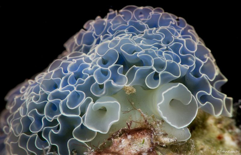 Lettuce Sea Slug ( Tridachia crispate)@ Rappel with Bonai... by John Roach 