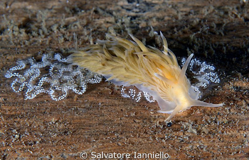 Parent by Salvatore Ianniello 