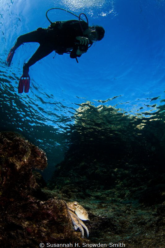 "The Octopus and The Diver" by Susannah H. Snowden-Smith 