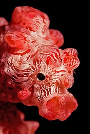 Pygmy Portrait. D2x, 105mm, 2xteleconverter and lots of c... by Rand Mcmeins 
