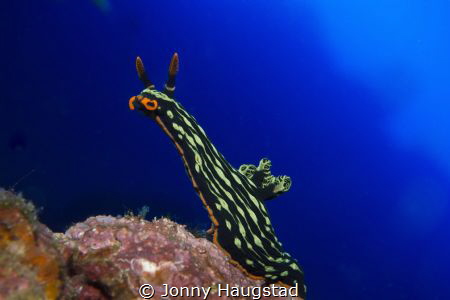 Nudi by Jonny Haugstad 