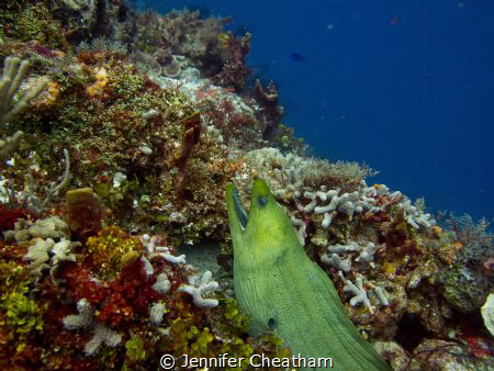 Beautiful eel in Cozumel, Mexico. by Jennifer Cheatham 