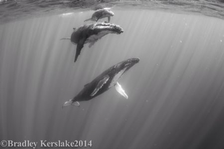 Family fun time...... nikon d7100 nauticam housing.Tokina... by Bradley Kerslake 