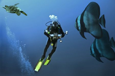 Nik D2x-COMPOSING>turtle/batfisch - sorry - the last pic ... by Manfred Bail 