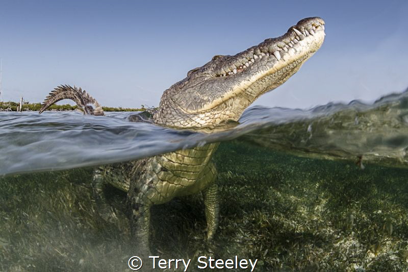 'Don't be fooled! Cute... beyond belief. Playful... 100%.... by Terry Steeley 