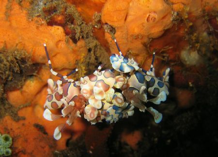 Harlequin shrimps @ Bali, Seraya by Kim J Ho 