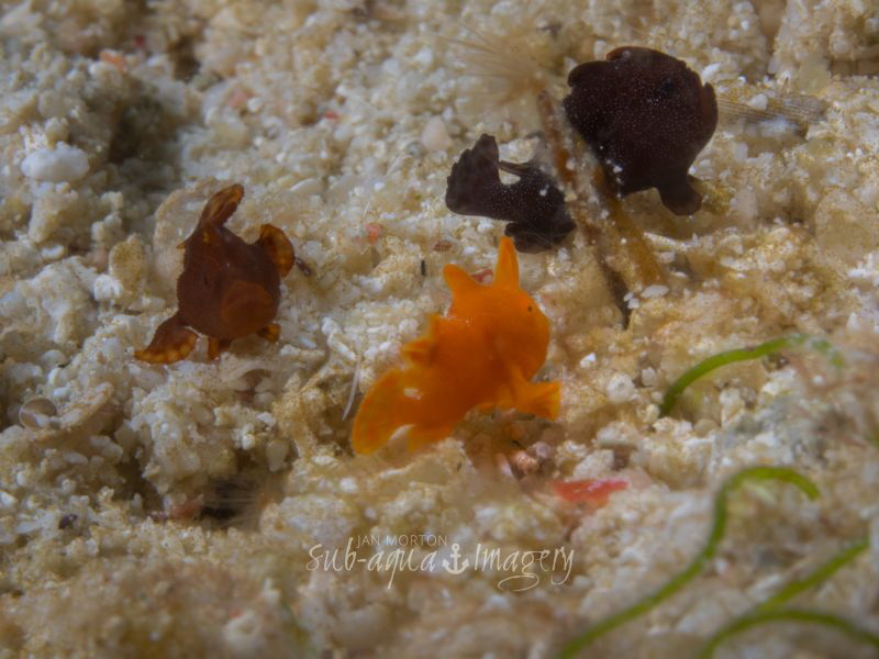 "Triple Play" - Three Juvenile Frogfish
NOTE: The fish w... by Jan Morton 