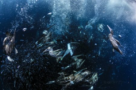 ~ Frenzy ~
Probably the predators which lights up a bait... by Geo Cloete 