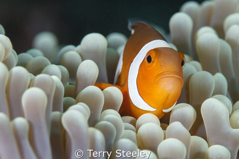 'Finding Nemo in Raja Ampat'
—
Subal underwater housing... by Terry Steeley 