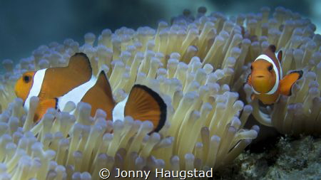 "Nemo" by Jonny Haugstad 