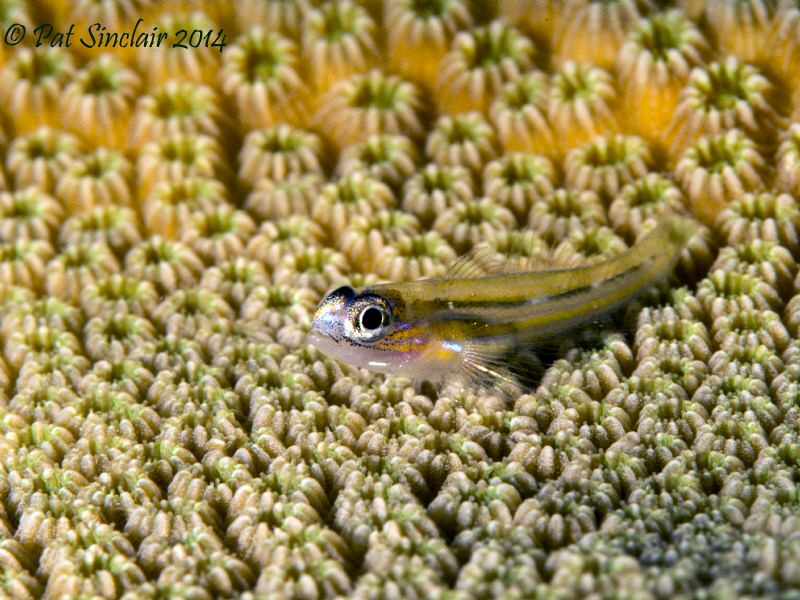 This is uncropped.
 Olympus EPL-5, Nauticam housing, 60m... by Patricia Sinclair 