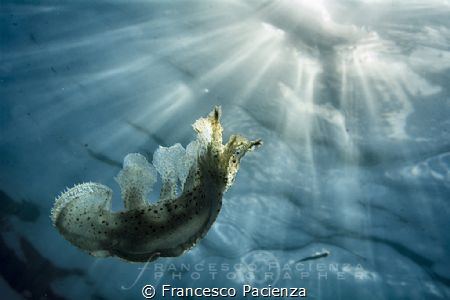 [:b:]Under light[:/b:] by Francesco Pacienza 