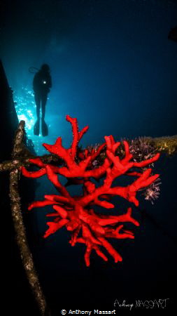 Sponge by Anthony Massart 