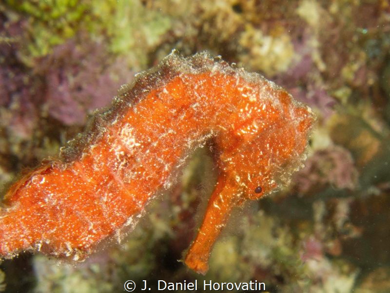 Longsnout seahorse by J. Daniel Horovatin 