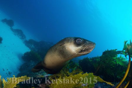I spy.....
Nikon d7100 nauticam housing tokina 10-17mm by Bradley Kerslake 
