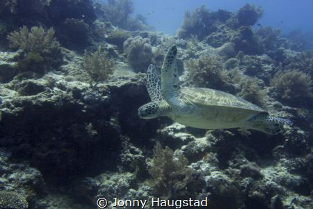Taken just off Balacasag Island Bohol, not far from Alona... by Jonny Haugstad 