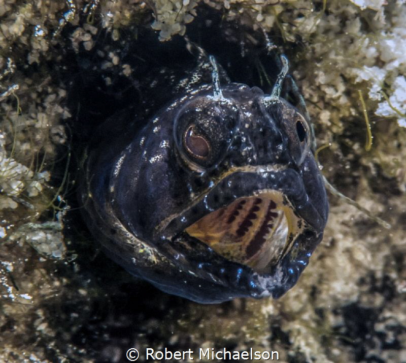 Sailfin Blenny at Capt Don's House Reef by Robert Michaelson 