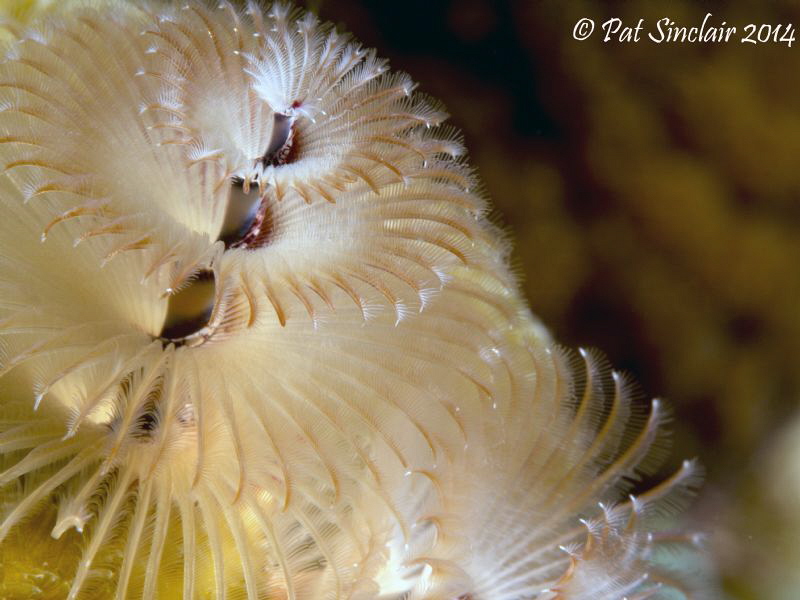 Spirobranchus giganteus
 This was one of the most delica... by Patricia Sinclair 