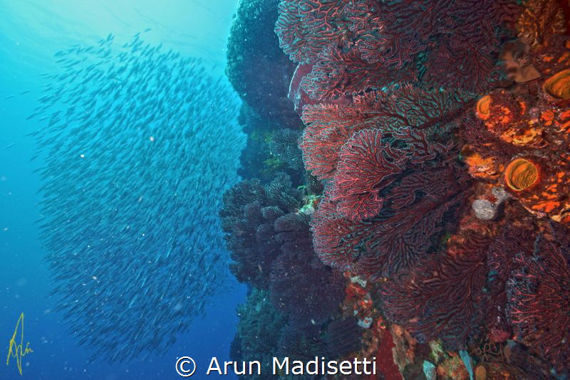 Universal signal for "look behind you!", so I did by Arun Madisetti 
