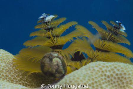X-mas three. Taken in Bohol, PH. by Jonny Haugstad 