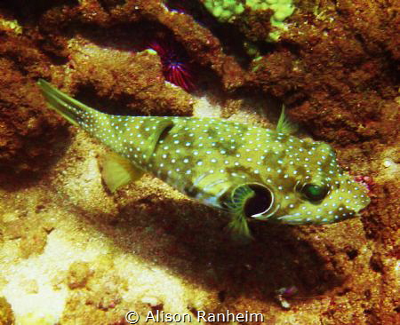 Porcupine Fish, Maui by Alison Ranheim 